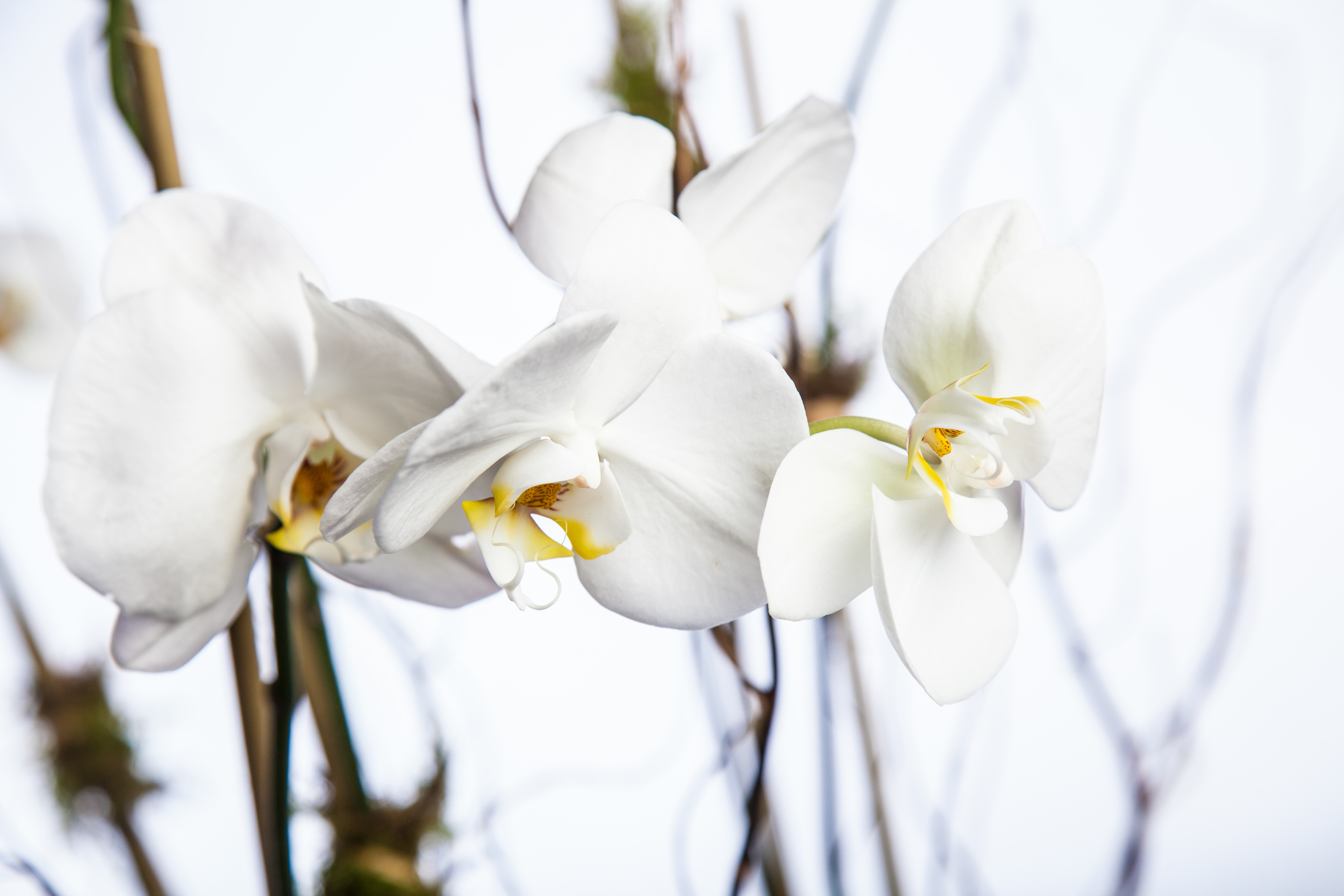 Beautiful Seasonal Flowers Banner